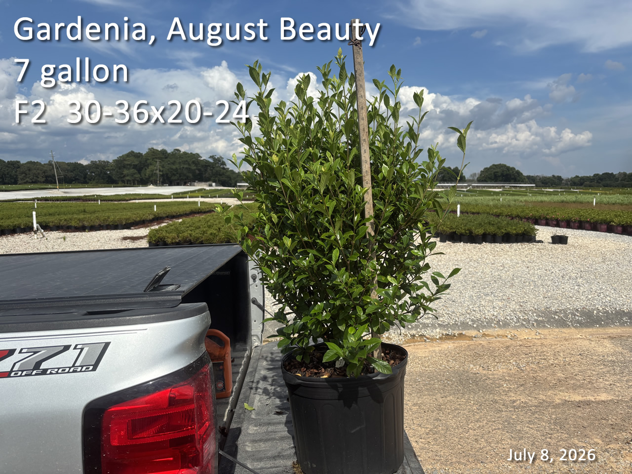 gallery/gab7 f2 jul8.jpg